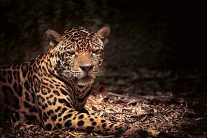 DIMEX | Vliesové fototapety na stenu Ležiaci leopard MS-5-0538 | 375 x 250 cm | béžová, čierna, hnedá