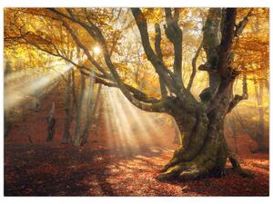 Obraz - Jesenný svit (70x50 cm)