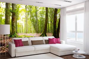 Samolepiaca vliesová fototapeta Lúče v lese 375 x 250 cm