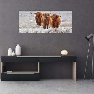 Obraz - Škótske kravy (120x50 cm)