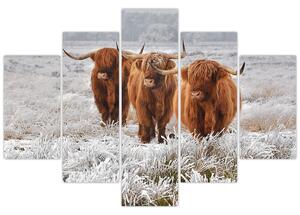 Obraz - Škótske kravy (150x105 cm)