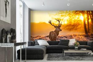 Samolepiaca vliesová fototapeta Jeleň pri západe slnka 375 x 250 cm