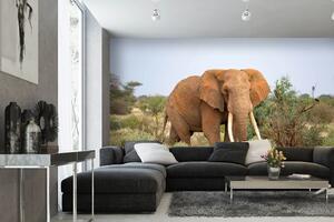 Samolepiaca vliesová fototapeta Slon v savane 375 x 250 cm