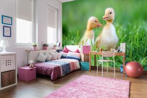 Samolepiaca vliesová fototapeta Kačiatka na výprave 375 x 250 cm