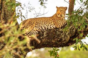 DIMEX | Vliesové fototapety na stenu Africký leopard MS-5-0571 | 375 x 250 cm | zelená, čierna, hnedá