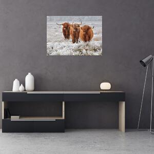 Obraz - Škótske kravy (70x50 cm)