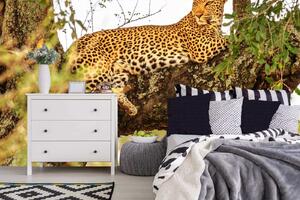 Samolepiaca vliesová fototapeta Africký leopard 375 x 250 cm