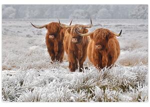 Obraz - Škótske kravy (90x60 cm)