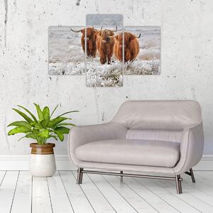 Obraz - Škótske kravy (90x60 cm)