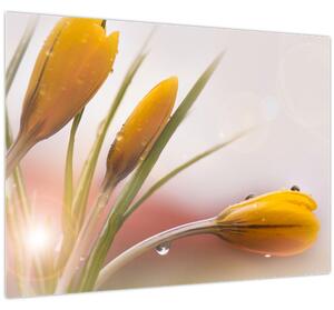 Obraz - Jarné kvety (70x50 cm)