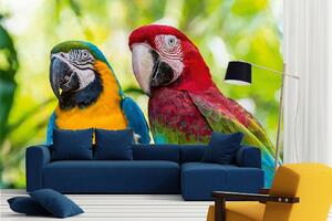Samolepiaca vliesová fototapeta Modrý a zlatý Macaw 375 x 250 cm