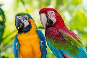 DIMEX | Vliesové fototapety na stenu Modrý a zlatý Macaw MS-5-0412 | 375 x 250 cm | zelená, modrá, červená, žltá