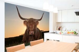 Samolepiaca vliesová fototapeta Škótsky náhorný dobytok 375 x 250 cm