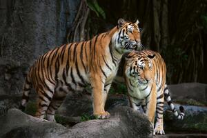 DIMEX | Vliesové fototapety na stenu Tiger indický MS-5-0589 | 375 x 250 cm | biela, oranžová, hnedá, šedá
