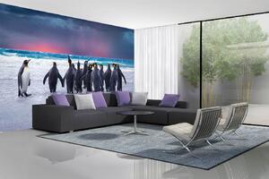 Samolepiaca vliesová fototapeta Tučniaky na Falklandoch 375 x 250 cm