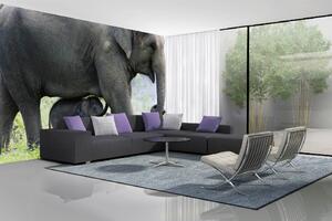 Samolepiaca vliesová fototapeta Slonica s mláďaťom 375 x 250 cm