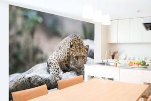 Samolepiaca vliesová fototapeta Leopard na skale 375 x 250 cm