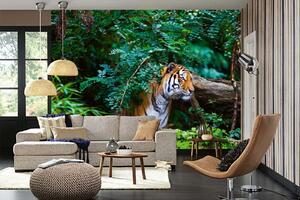 Samolepiaca vliesová fototapeta Tiger v džungli 375 x 250 cm