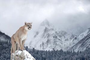DIMEX | Vliesové fototapety na stenu Puma v horách MS-5-0621 | 375 x 250 cm | modrá, biela, béžová, šedá