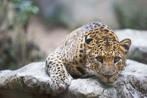 DIMEX | Vliesové fototapety na stenu Leopard na skale MS-5-0606 | 375 x 250 cm | béžová, hnedá, šedá