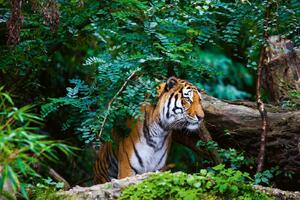 DIMEX | Vliesové fototapety na stenu Tiger v džungli MS-5-0622 | 375 x 250 cm | zelená, čierna, oranžová