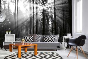 Samolepiaca vliesová fototapeta Čiernobiely les 375 x 250 cm