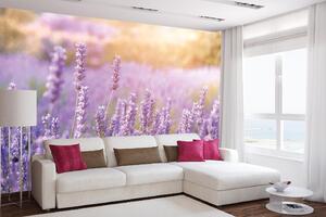 Samolepiaca vliesová fototapeta Horská levanduľa 375 x 250 cm