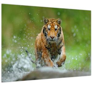 Obraz - Bežiaci tiger (70x50 cm)