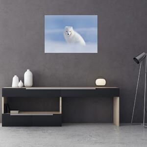 Obraz - Polárna líška (70x50 cm)