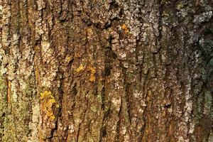 DIMEX | Vliesové fototapety na stenu Kôra stromu s machom MS-5-2336 | 375 x 250 cm | zelená, biela, hnedá
