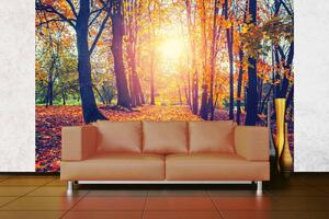 Samolepiaca vliesová fototapeta Jesenná alej 375 x 250 cm