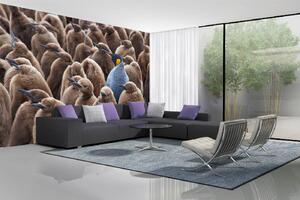 Samolepiaca vliesová fototapeta Veľká skupina tučniakov 375 x 250 cm