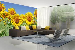 Samolepiaca vliesová fototapeta Slnečnicové pole 375 x 250 cm