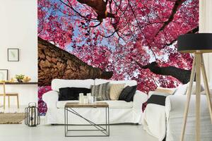 Samolepiaca vliesová fototapeta Čerešňová fantázia 375 x 250 cm