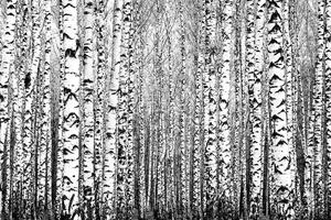 DIMEX | Vliesové fototapety na stenu Jarné kmene MS-5-1906 | 375 x 250 cm | biela, čierna