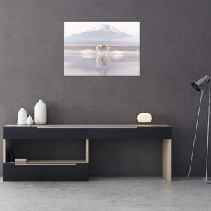 Obraz - Zamilované labute (70x50 cm)