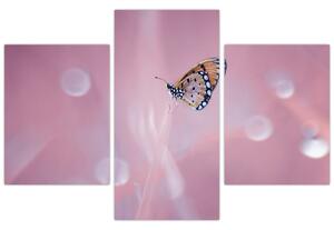Obraz - Motýlik (90x60 cm)