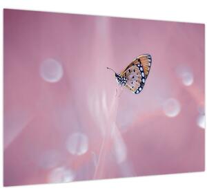 Obraz - Motýlik (70x50 cm)