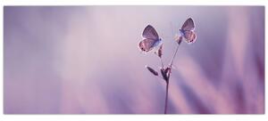 Obraz - Fialové motýliky (120x50 cm)