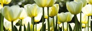 DIMEX | Fototapeta do kuchyne Biele tulipány KI-180-009 | 180 x 60 cm | zelená, biela, žltá