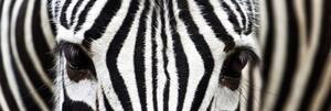 DIMEX | Fototapeta do kuchyne Zebra KI-180-016 | 180 x 60 cm | čiernobiela