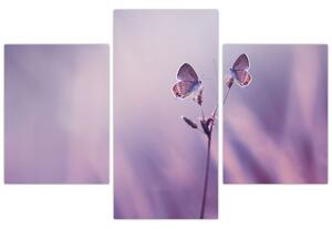 Obraz - Fialové motýliky (90x60 cm)