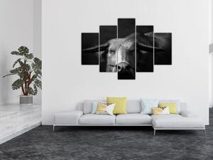 Obraz - Krava (150x105 cm)
