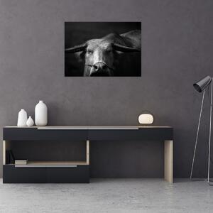 Obraz - Krava (70x50 cm)