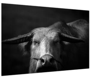 Obraz - Krava (90x60 cm)