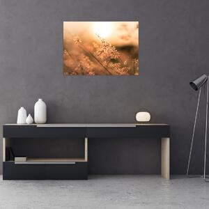 Obraz - Tráva na slnku (70x50 cm)