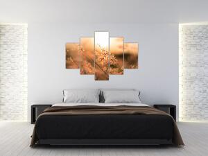 Obraz - Tráva na slnku (150x105 cm)