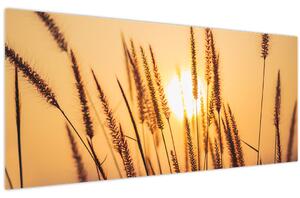 Obraz - Traviny na slnku (120x50 cm)
