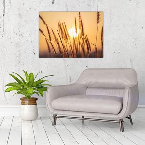 Obraz - Traviny na slnku (70x50 cm)
