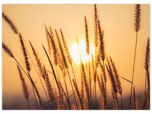 Obraz - Traviny na slnku (70x50 cm)